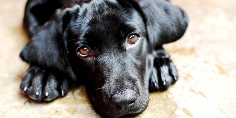 分离焦虑犬